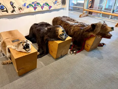 Photo 53 de la galerie Canada et Alaska