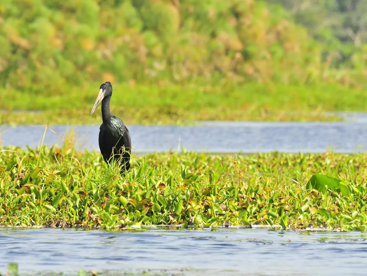 Oiseaux de Rubondo