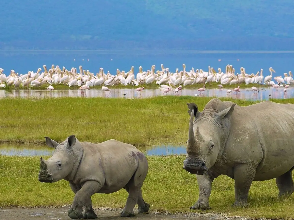 Parc national du lac Nakuru