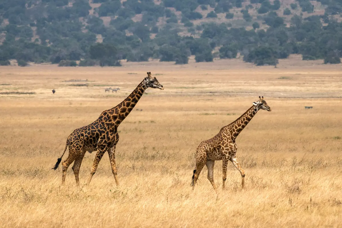 Girafe dans le parc national d'Akagera