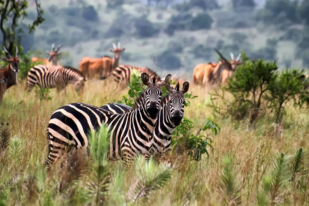 Zèbres dans le parc national d'Akagera