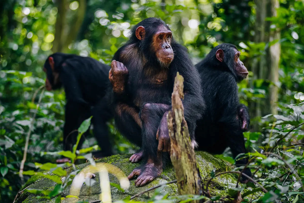 Trekking chimpanzés à Rubondo