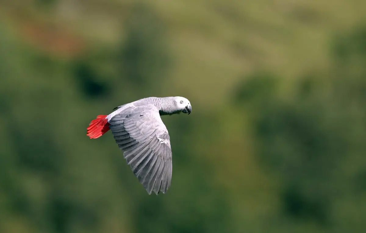Perroquet gris d'Afrique en vol