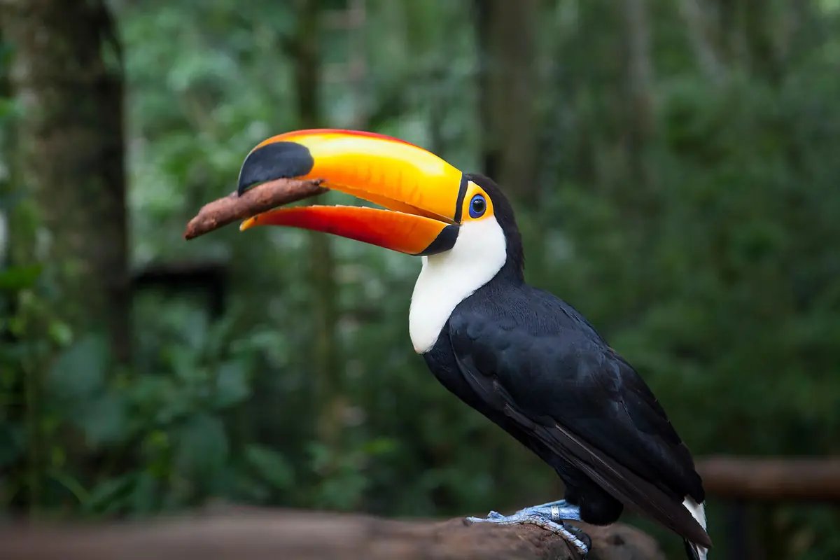 Toucan Toco parc des oiseaux Iguazú