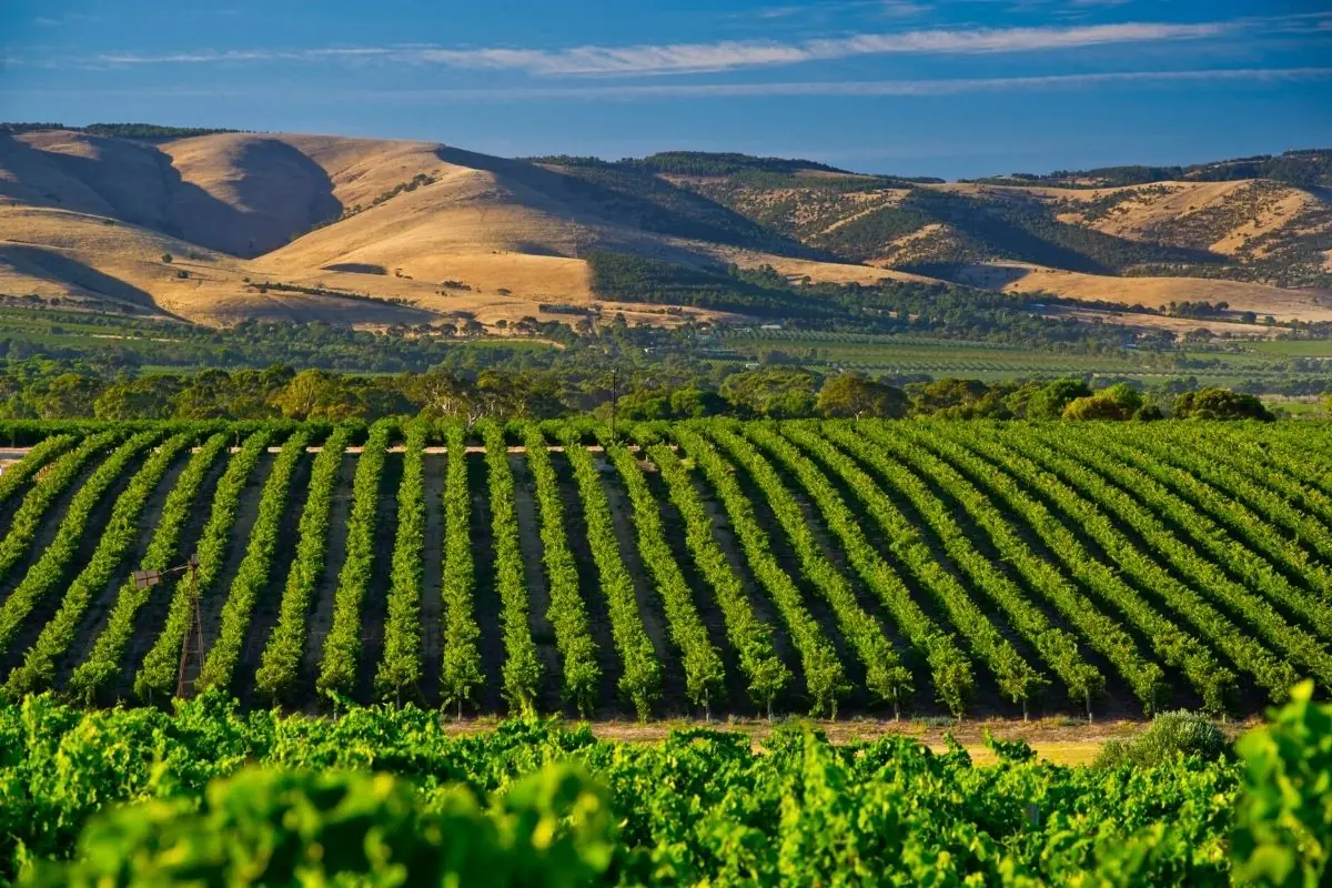 McLaren Vale vignobles