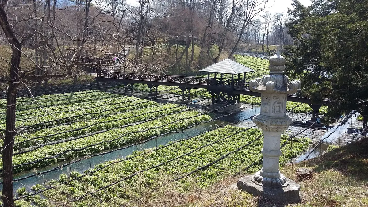 Ferme de wasabi