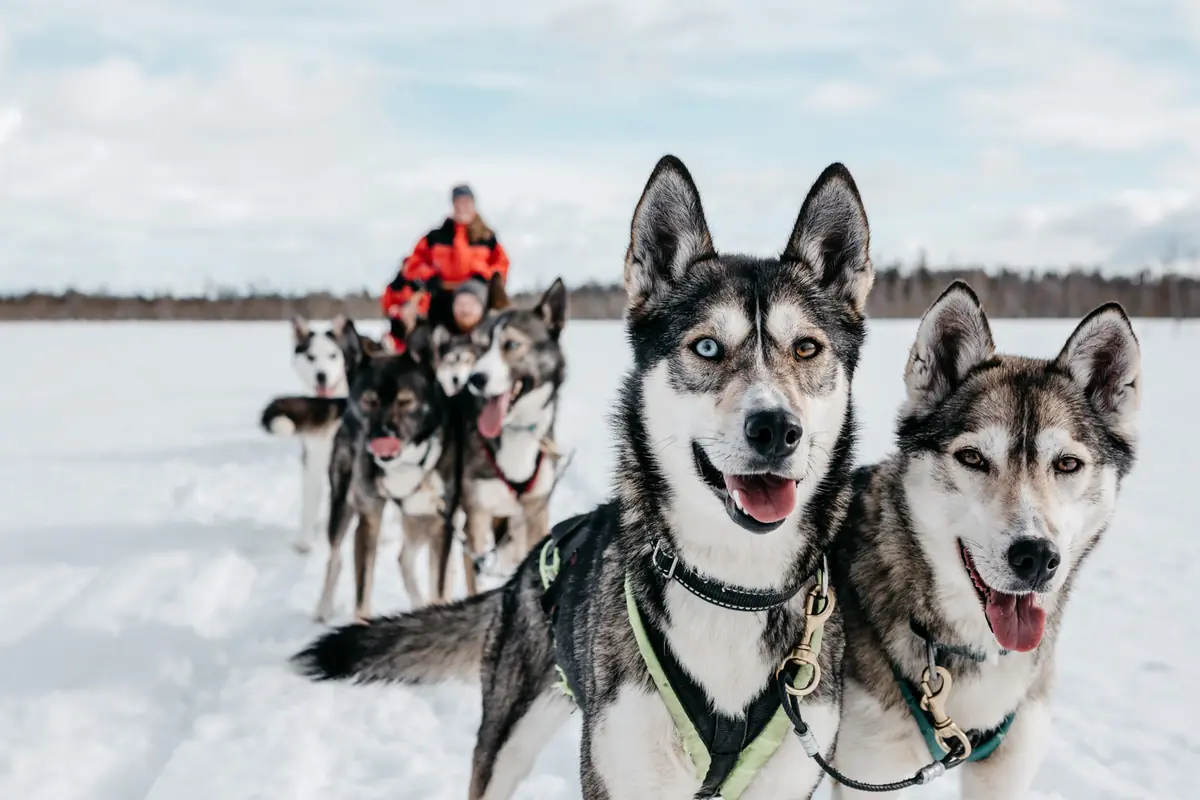 Husky Safari Laponie