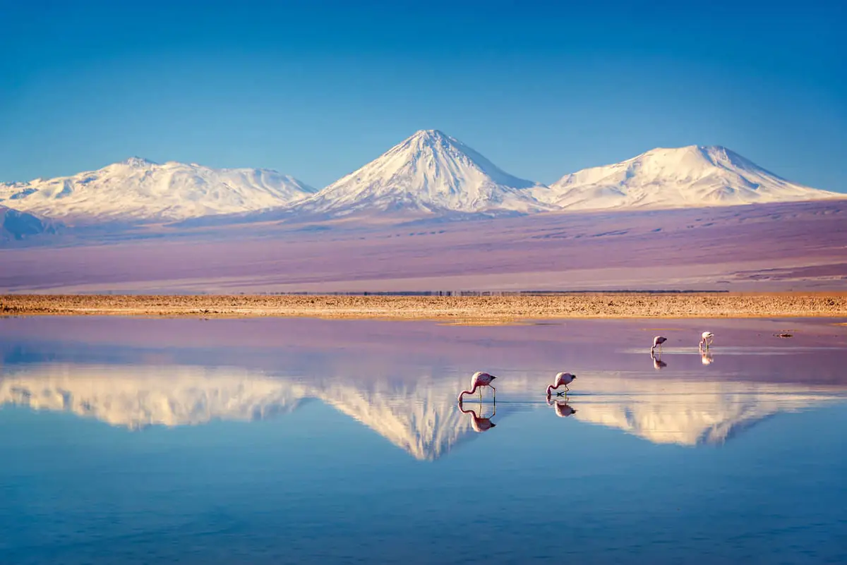 Lagune avec flamants devant le volcan Licancabur