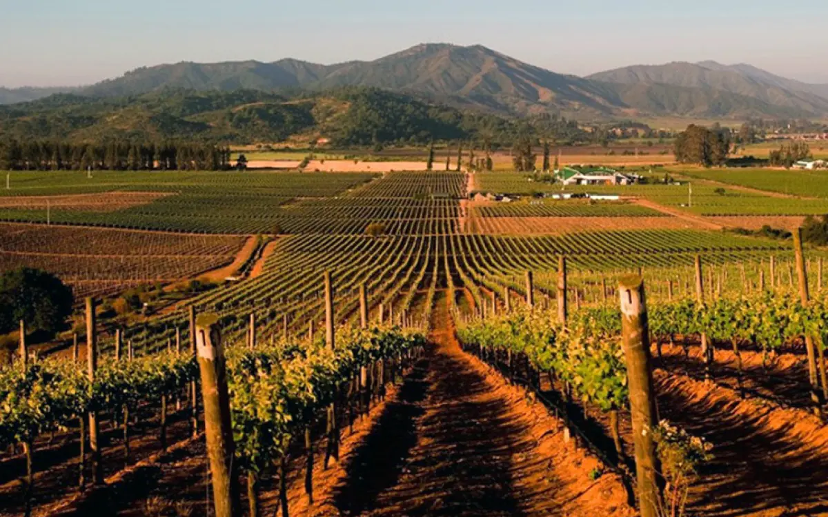 Domaine Casas del Bosque